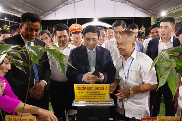 Sâm Ngọc Linh trồng trên đất Sơn La có gì đặc biệt?